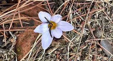 Jandarma, 'Sultan Çiğdemi' Bitkisini Koruyor: Koparan Servet Ödüyor