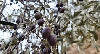 Zeytin Hasadı Zorluklarla Devam Ediyor: İşçi Bulunmakta Güçlük Çekiliyor