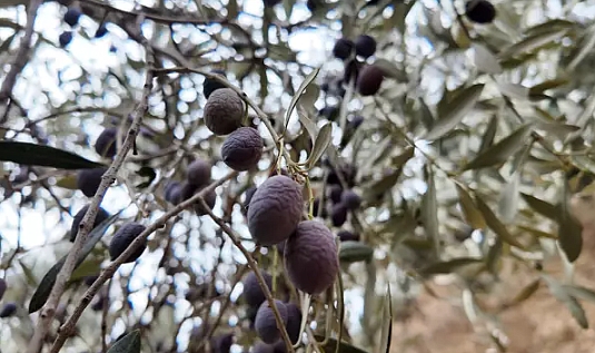 Zeytin Hasadı Zorluklarla Devam Ediyor: İşçi Bulunmakta Güçlük Çekiliyor