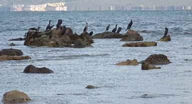 Balıkesir'de Denizin Çekilmesiyle 2 Bin 500 Yıllık Antik Liman Ortaya Çıktı