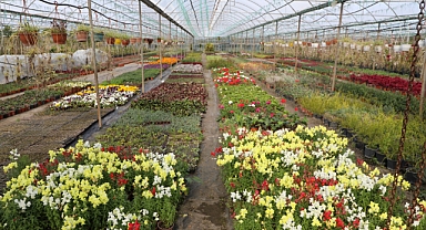 Muğla Büyükşehir Belediyesi'nin Alım Garantili Çiçek Üretimi Projesi Yerel Ekonomiye Güç Katıyor