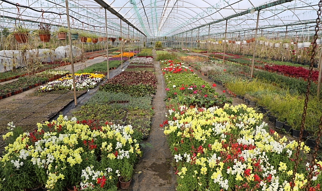 Muğla Büyükşehir Belediyesi'nin Alım Garantili Çiçek Üretimi Projesi Yerel Ekonomiye Güç Katıyor