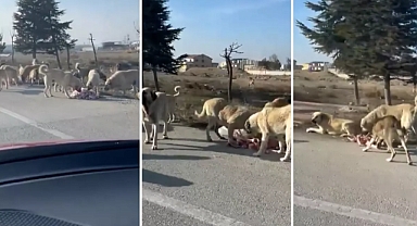 Konya'da 2 Yaşındaki Olay Sokak Köpeklerinin Saldırısına Uğraması Dehşet Verdi
