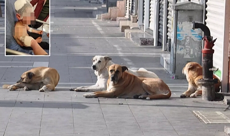 Sokak Köpeği Saldırısı: 9 Yaşındaki Çocuk Ölümden Döndü