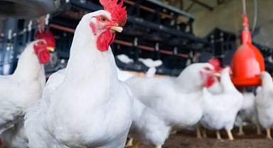 Şenpiliç Ürünlerinde Ölümcül Bakteri Tespiti: Bakanlık Piyasadan Toplatma Kararı Aldı