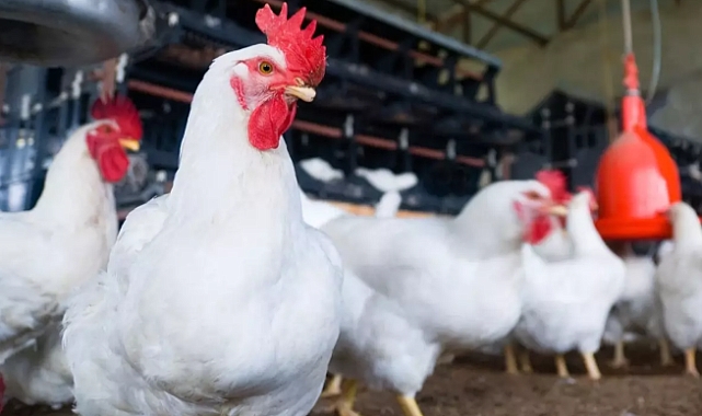 Şenpiliç Ürünlerinde Ölümcül Bakteri Tespiti: Bakanlık Piyasadan Toplatma Kararı Aldı