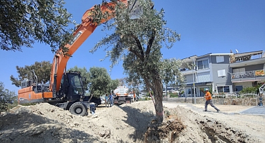 Kuşadası Belediyesi Ağaçları Koruma Altına Alarak Yeni Alanlara Taşıyor